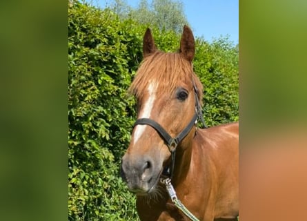 Other Warmbloods, Gelding, 9 years, 15,2 hh, Chestnut-Red