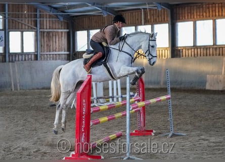 Other Warmbloods, Gelding, 9 years, 16.1 hh, Gray