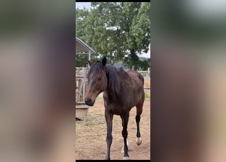 Other Warmbloods, Gelding, 9 years, 16.1 hh, Smoky-Black