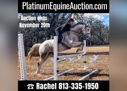 Other Warmbloods, Gelding, 9 years, 16 hh, Gray-Dapple