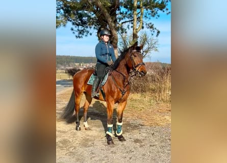 Other Warmbloods, Gelding, 9 years, 16,1 hh, Brown