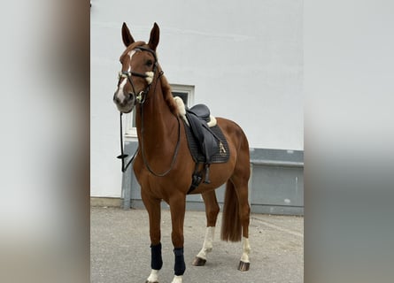 Other Warmbloods, Gelding, 9 years, 16,1 hh, Chestnut-Red