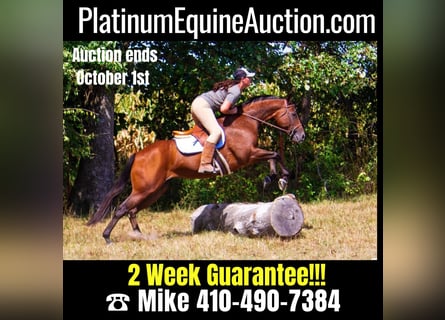 Other Warmbloods, Mare, 10 years, 15 hh, Bay