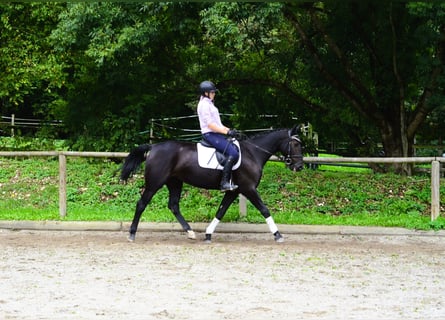 Other Warmbloods, Mare, 10 years, 15,3 hh, Black