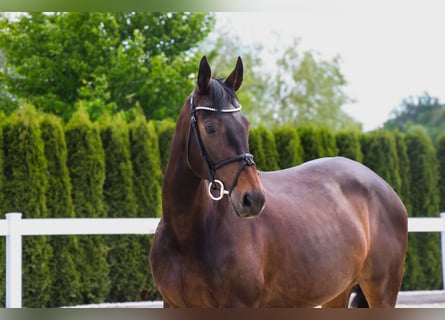 Other Warmbloods, Mare, 10 years, 16 hh, Bay-Dark