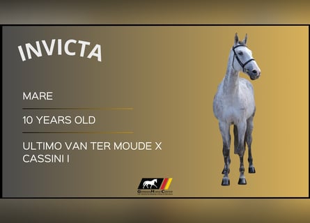 Other Warmbloods, Mare, 10 years, Gray