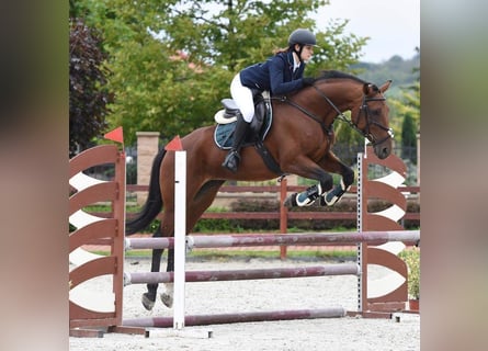 Other Warmbloods, Mare, 11 years, 16.1 hh, Brown