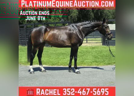 Other Warmbloods, Mare, 11 years, 16.2 hh, Bay