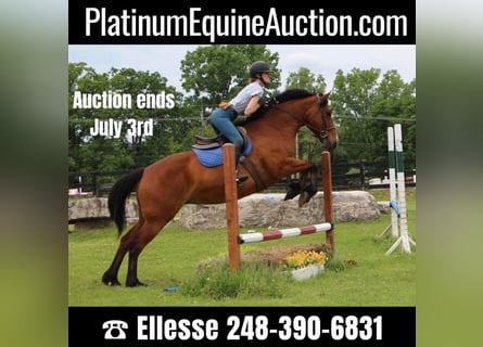 Other Warmbloods, Mare, 11 years, 16.2 hh, Bay