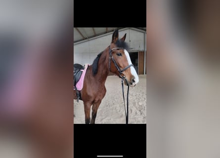 Weitere Warmblüter, Stute, 11 Jahre, 16 hh, Dunkelbrauner