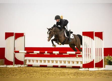 Other Warmbloods, Mare, 12 years, 12.3 hh, Brown