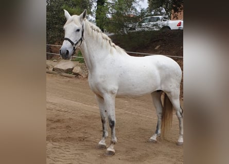 Other Warmbloods Mix, Mare, 12 years, 15.3 hh, Gray