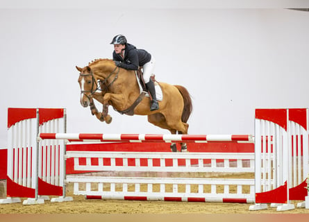 Other Warmbloods, Mare, 13 years, 15.3 hh, Chestnut-Red