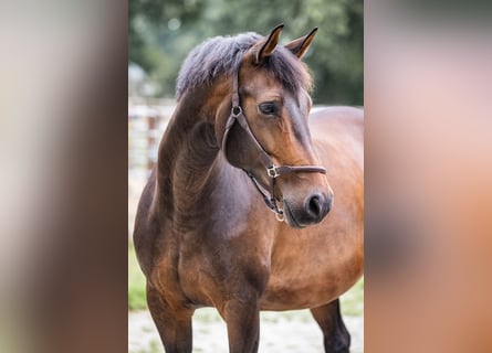 Other Warmbloods, Mare, 13 years, 16 hh, Brown