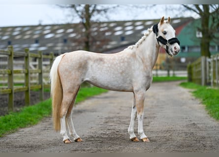 Other Warmbloods, Mare, 13 years, Palomino