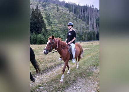 Other Warmbloods, Mare, 14 years, 14.1 hh