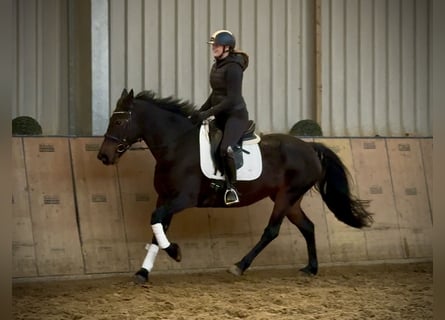 Other Warmbloods, Mare, 14 years, 15,1 hh, Bay-Dark