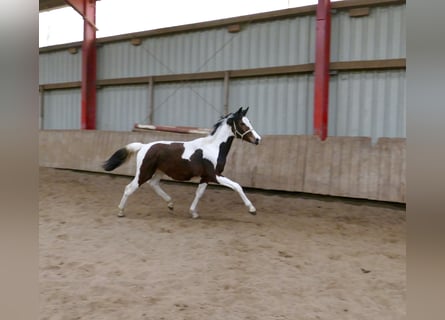 Other Warmbloods, Mare, 1 year, 16.1 hh, Pinto