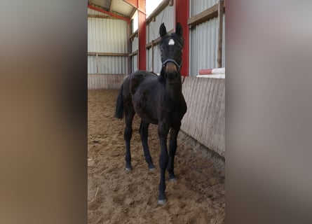 Other Warmbloods, Mare, 1 year, 16.1 hh, Smoky-Black