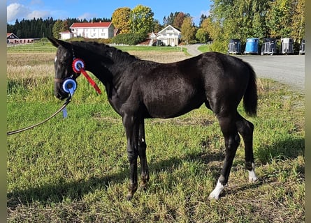 Other Warmbloods, Mare, 1 year, 16.2 hh, Black