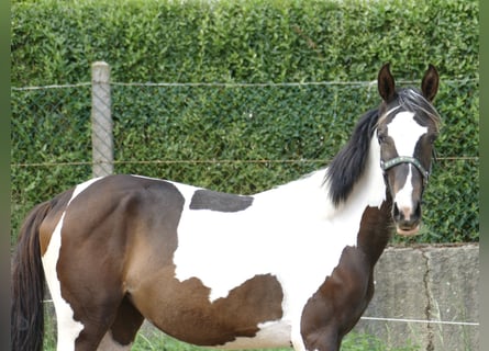 Weitere Warmblüter, Stute, 1 Jahr, 16,2 hh, Schecke