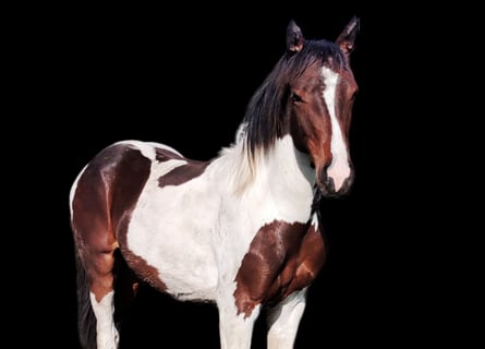 Other Warmbloods Mix, Mare, 2 years, 13,2 hh, Pinto