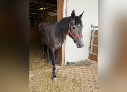 Other Warmbloods, Mare, 2 years, 15,1 hh, Gray