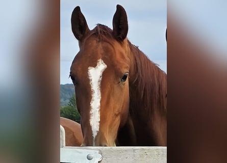 Other Warmbloods, Mare, 2 years, 16,1 hh, Chestnut-Red