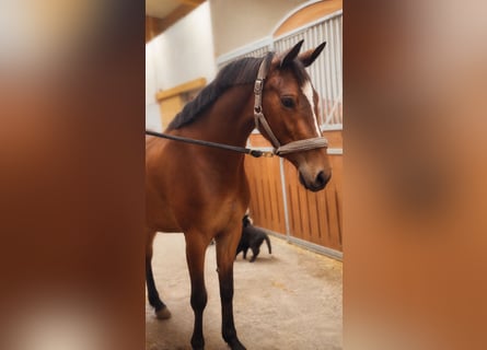 Other Warmbloods, Mare, 3 years, 14.2 hh, Brown
