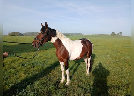 Other Warmbloods, Mare, 3 years, 14.2 hh, Pinto