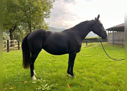 Weitere Warmblüter, Stute, 3 Jahre, 14,3 hh, Rappe