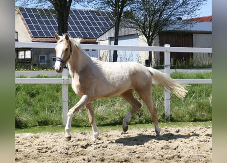 Other Warmbloods, Mare, 3 years, 15.3 hh, Palomino