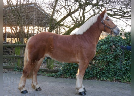 Other Warmbloods Mix, Mare, 3 years, 15 hh, Chestnut-Red