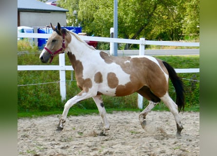 Weitere Warmblüter, Stute, 3 Jahre, 16,1 hh, Schecke