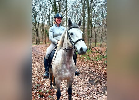 Other Warmbloods, Mare, 4 years, 14.3 hh, Grey-Dark-Tan