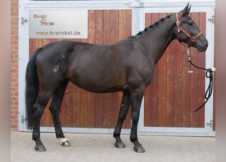 Other Warmbloods Mix, Mare, 4 years, 15,3 hh