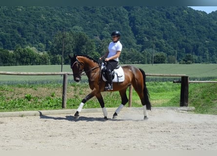 Other Warmbloods, Mare, 4 years, 16 hh, Brown