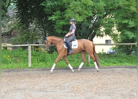 Other Warmbloods, Mare, 4 years, 16 hh, Chestnut