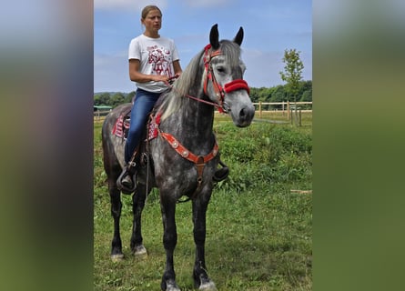 Other Warmbloods, Mare, 4 years, 16 hh, Gray-Dapple