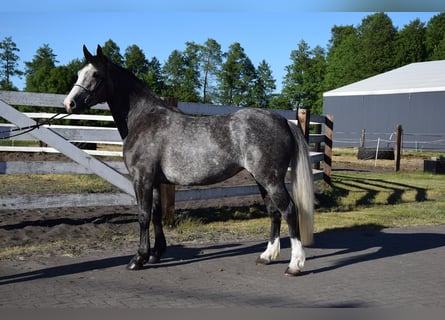 Other Warmbloods, Mare, 4 years, 16 hh, Grey-Dapple