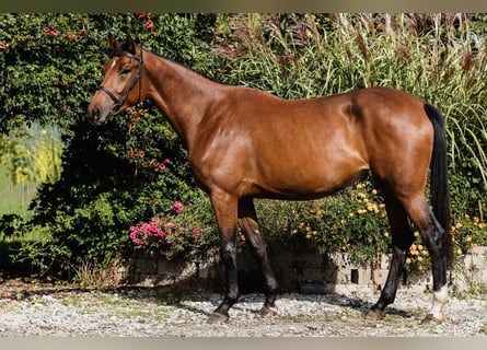 Other Warmbloods, Mare, 4 years, 16,1 hh, Bay