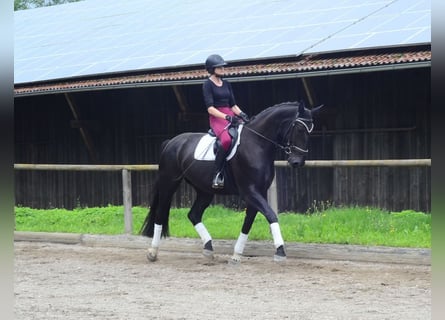 Other Warmbloods, Mare, 4 years, 17 hh, Black