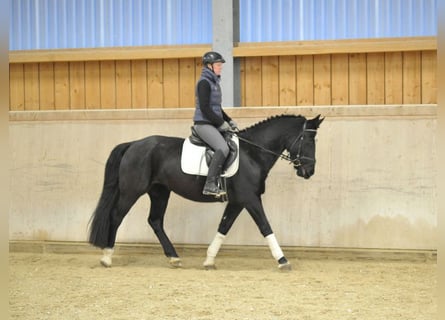 Other Warmbloods, Mare, 5 years, 15,2 hh, Black