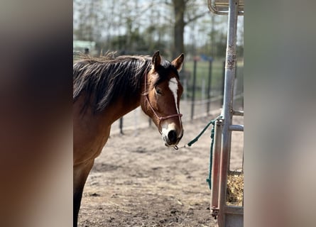 Other Warmbloods, Mare, 5 years, 15.2 hh, Brown