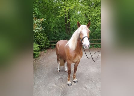 Other Warmbloods Mix, Mare, 5 years, 15.3 hh, Chestnut-Red