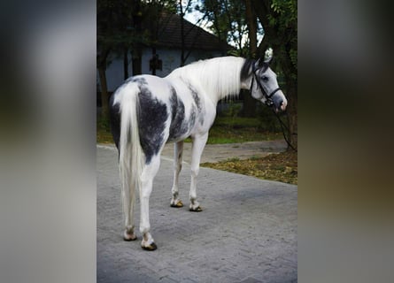 Other Warmbloods, Mare, 5 years, 15,3 hh, Pinto
