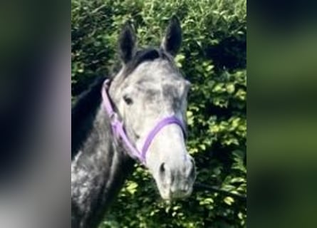 Other Warmbloods, Mare, 5 years, 16 hh, Gray-Dark-Tan