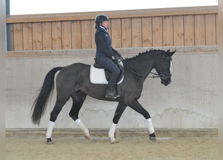 Other Warmbloods, Mare, 5 years, 16,1 hh, Black