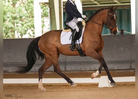 Other Warmbloods, Mare, 5 years, 16,1 hh, Brown