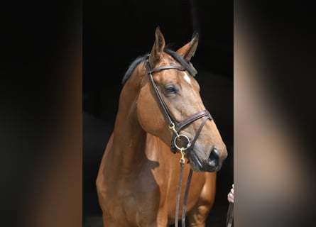 Other Warmbloods, Mare, 5 years, 17.2 hh, Brown